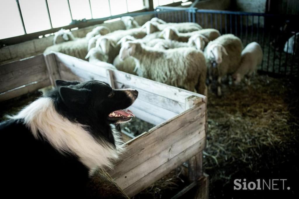 Tourist Farm Kladje Villa Ljubno Eksteriør bilde