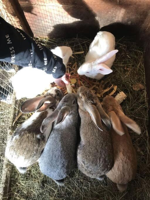 Tourist Farm Kladje Villa Ljubno Eksteriør bilde
