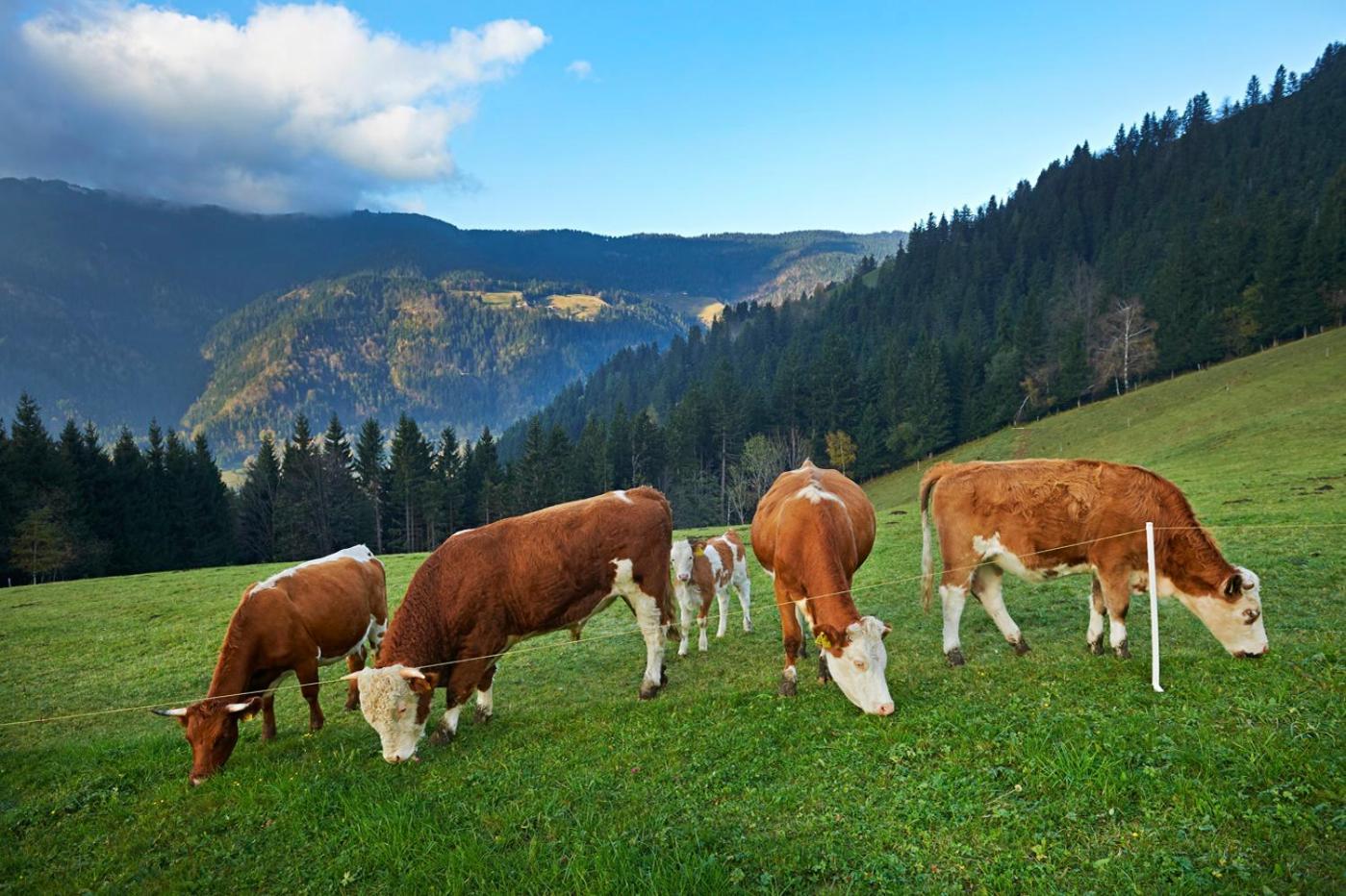 Tourist Farm Kladje Villa Ljubno Eksteriør bilde