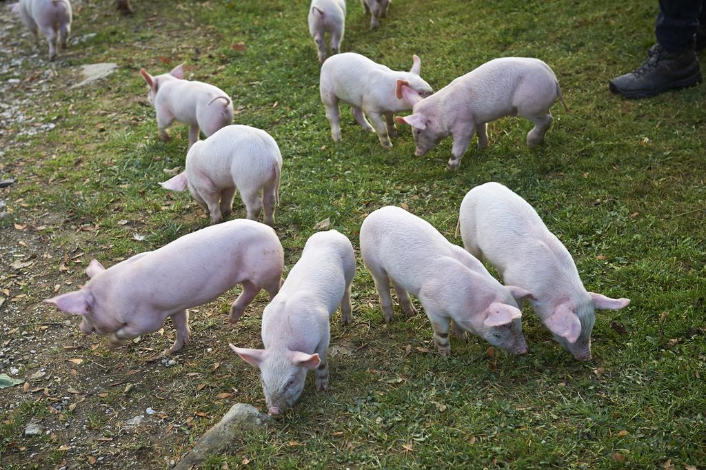Tourist Farm Kladje Villa Ljubno Eksteriør bilde