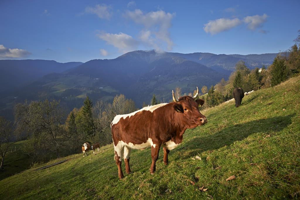 Tourist Farm Kladje Villa Ljubno Eksteriør bilde